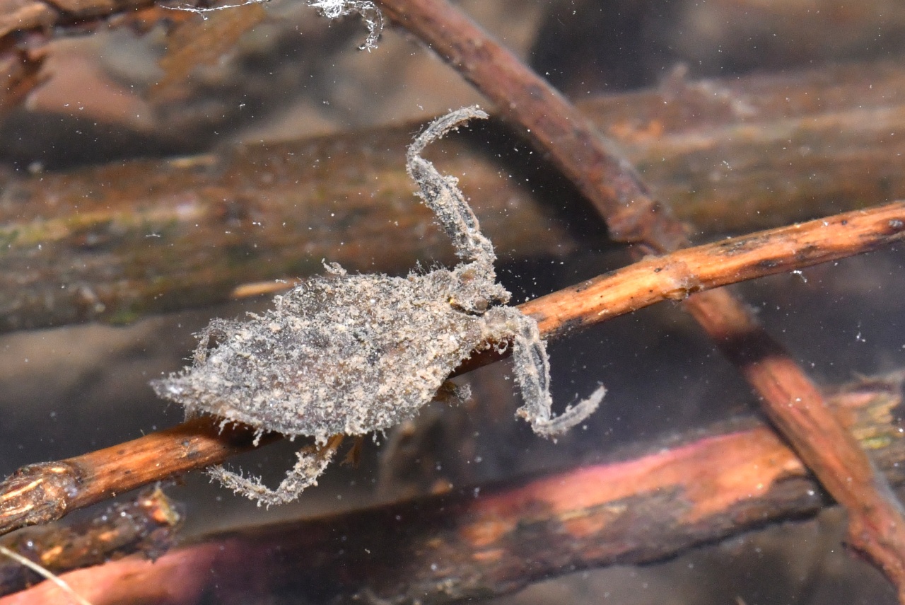 Nepa cinerea Linnaeus, 1758 - Nèpe cendrée, Scorpion d'eau (larve)