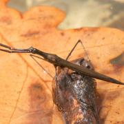 Ranatra linearis (Linnaeus, 1758) - Ranâtre