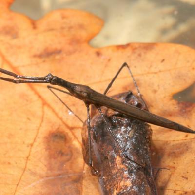 Ranatra linearis (Linnaeus, 1758) - Ranâtre