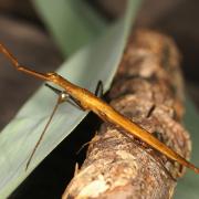 Ranatra linearis (Linnaeus, 1758) - Ranâtre