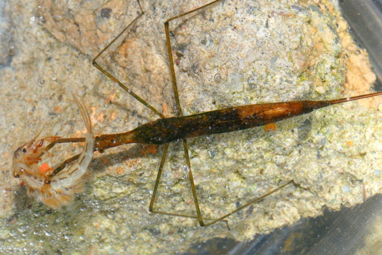 Ranatra linearis (Linnaeus, 1758) - Ranâtre