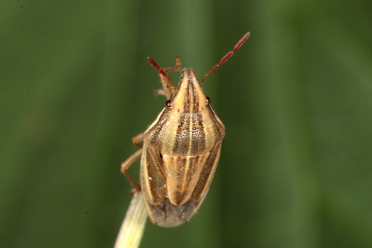 Aelia acuminata (Linnaeus, 1758) - Punaise des blés, Punaise Nez de rat