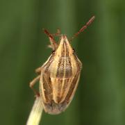 Aelia acuminata (Linnaeus, 1758) - Punaise des blés, Punaise Nez de rat