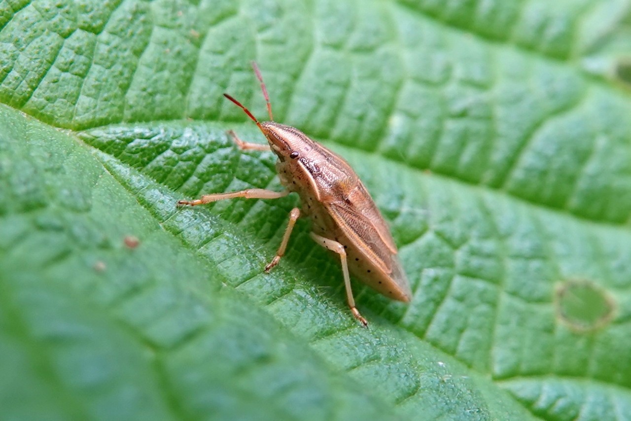 Aelia acuminata (Linnaeus, 1758) - Punaise des blés, Punaise Nez de rat 