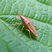 Aelia acuminata (Linnaeus, 1758) - Punaise des blés, Punaise Nez de rat 