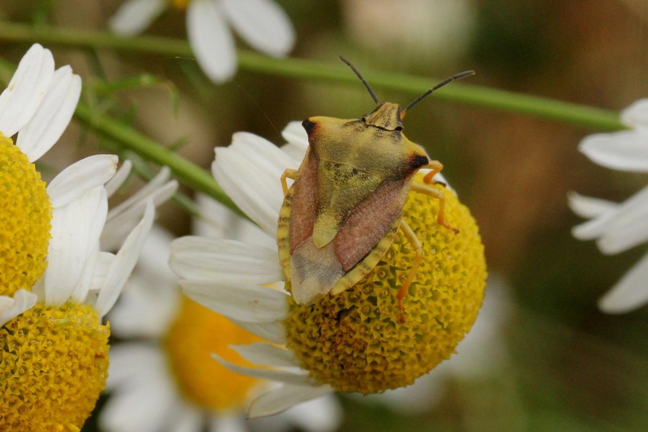 Carpocoris fuscispinus (Boheman, 1850) - Punaise des fruits à pointes sombres