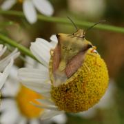 Carpocoris fuscispinus (Boheman, 1850) - Punaise des fruits à pointes sombres