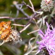 Carpocoris purpureipennis (De Geer, 1773) - Punaise à pattes rouges