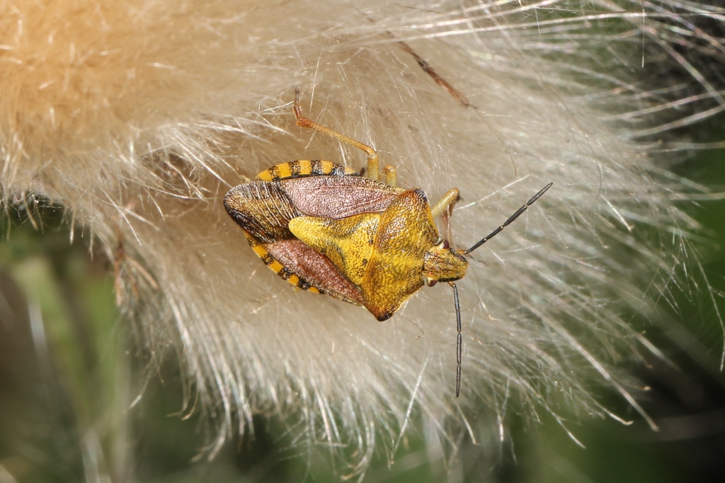 Carpocoris purpureipennis (De Geer, 1773) - Punaise à pattes rouges