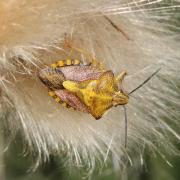 Carpocoris purpureipennis (De Geer, 1773) - Punaise à pattes rouges