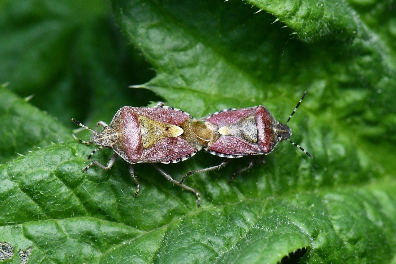 Dolycoris baccarum (Linnaeus, 1758) - Punaise des baies (accouplement)