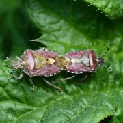 Dolycoris baccarum (Linnaeus, 1758) - Punaise des baies (accouplement)