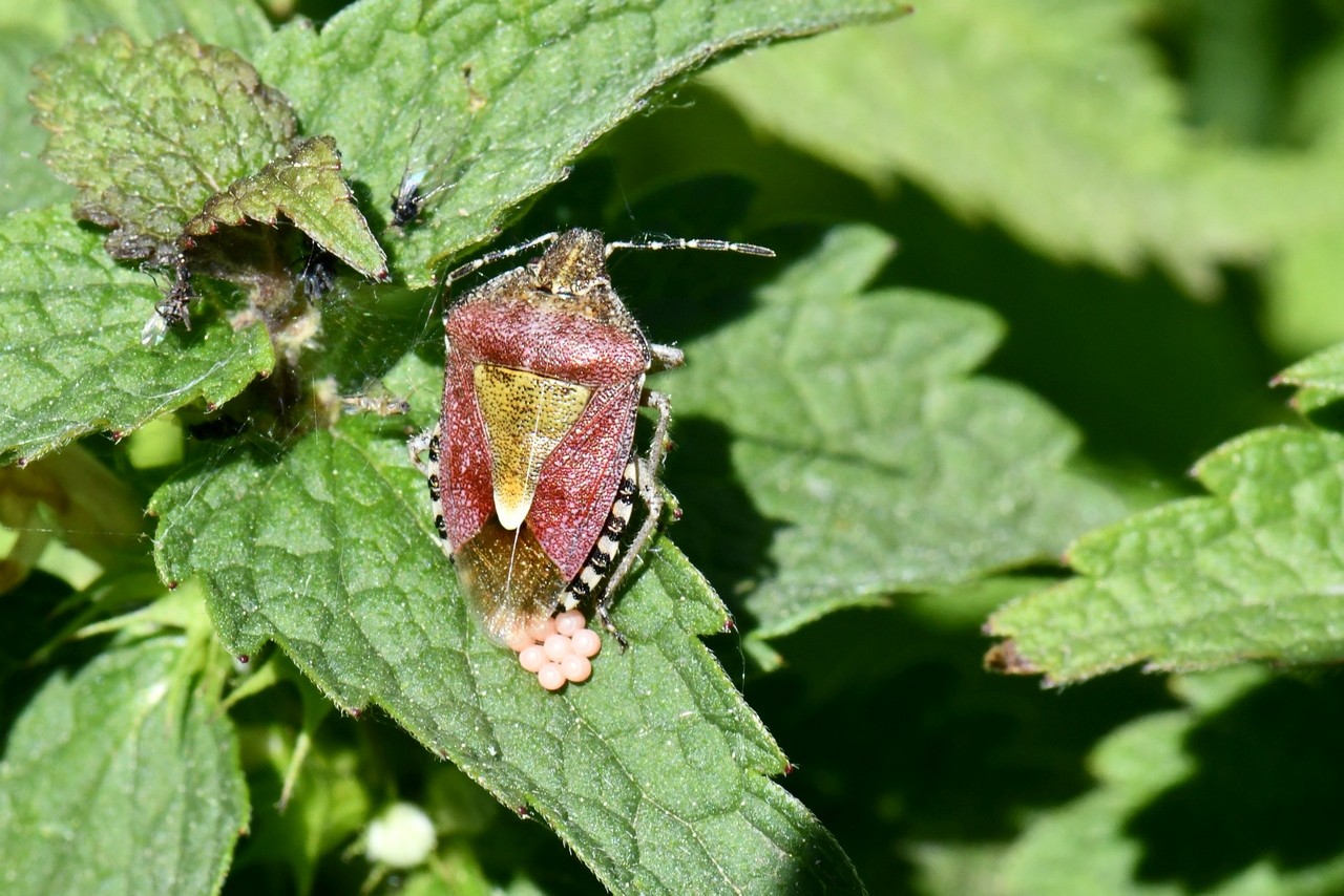 Dolycoris baccarum (Linnaeus, 1758) - Punaise des baies (femelle en ponte)