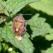 Dolycoris baccarum (Linnaeus, 1758) - Punaise des baies (femelle en ponte)