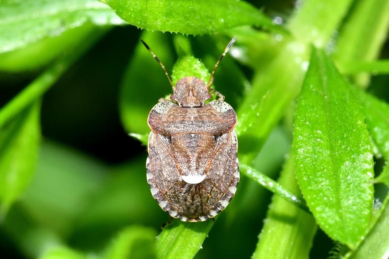 Dyroderes umbraculatus (Fabricius, 1775) - Punaise des Gaillets