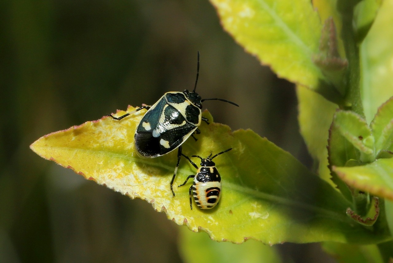 Eurydema oleracea (Linnaeus, 1758) - Punaise du Chou 