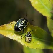 Eurydema oleracea (Linnaeus, 1758) - Punaise du Chou 