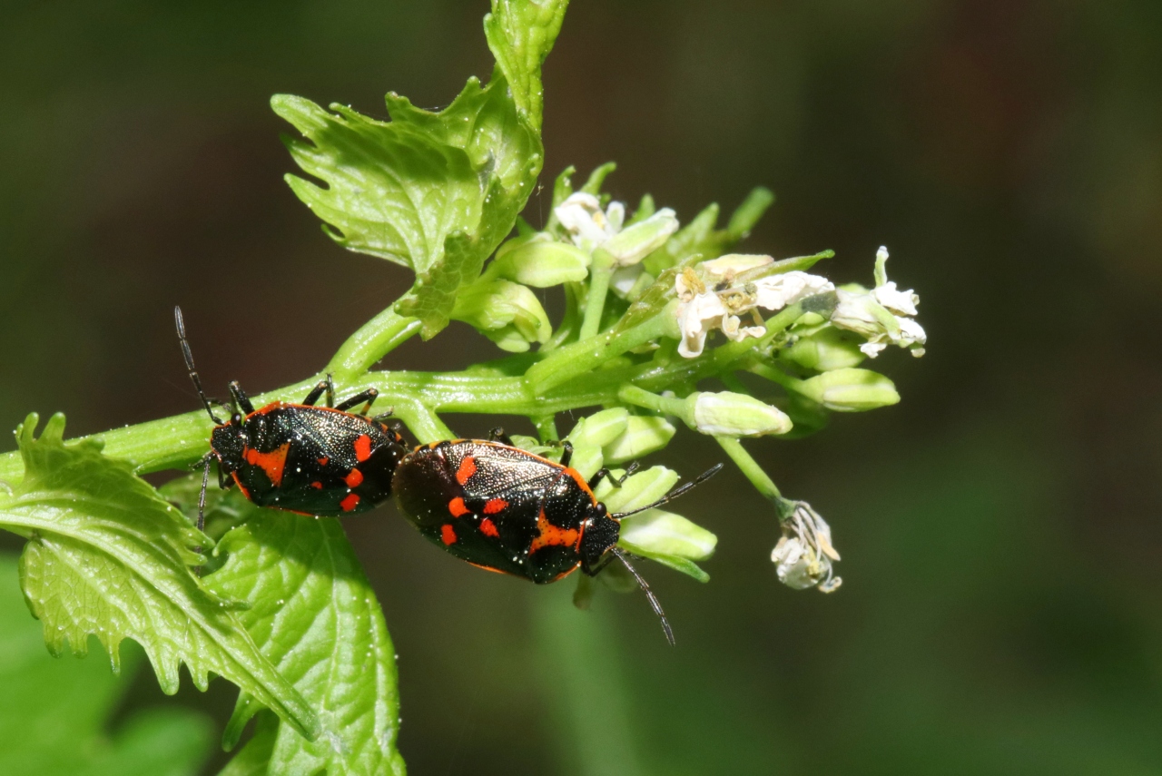 Eurydema oleracea (Linnaeus, 1758) - Punaise du Chou (accouplement)