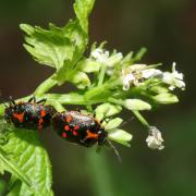 Eurydema oleracea (Linnaeus, 1758) - Punaise du Chou (accouplement)