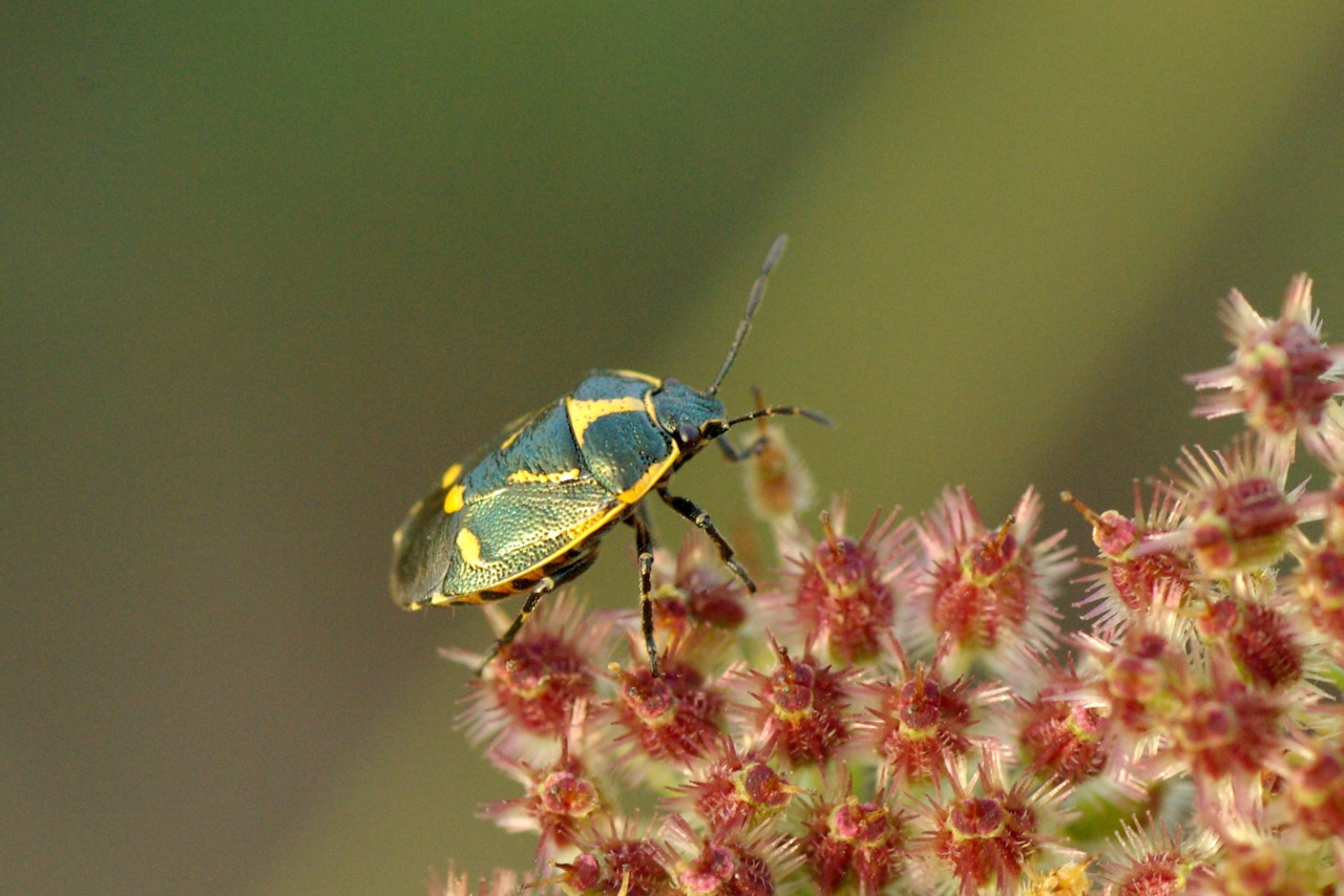 Eurydema oleracea (Linnaeus, 1758) - Punaise du Chou