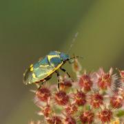 Eurydema oleracea (Linnaeus, 1758) - Punaise du Chou