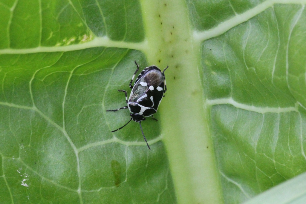 Eurydema oleracea (Linnaeus, 1758) - Punaise du Chou