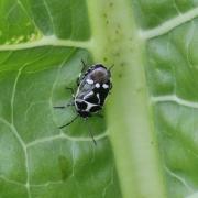 Eurydema oleracea (Linnaeus, 1758) - Punaise du Chou