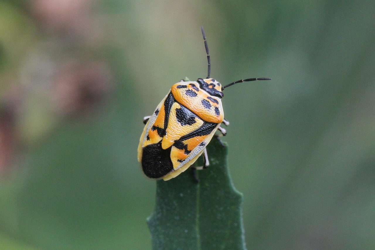 Eurydema ornata (Linnaeus, 1758) - Punaise ornée du Chou