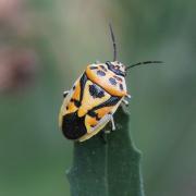 Eurydema ornata (Linnaeus, 1758) - Punaise ornée du Chou