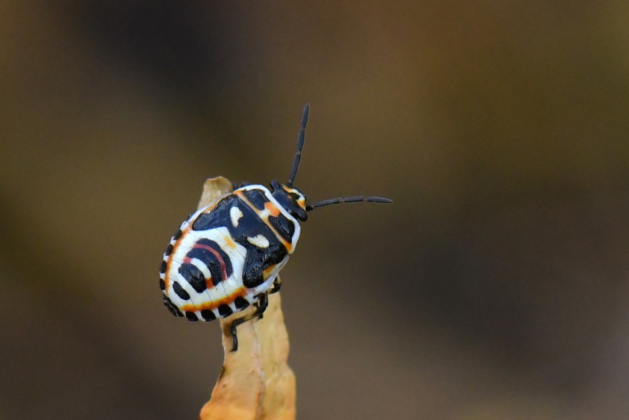 Eurydema ornata (Linnaeus, 1758) - Punaise ornée du Chou (larve)