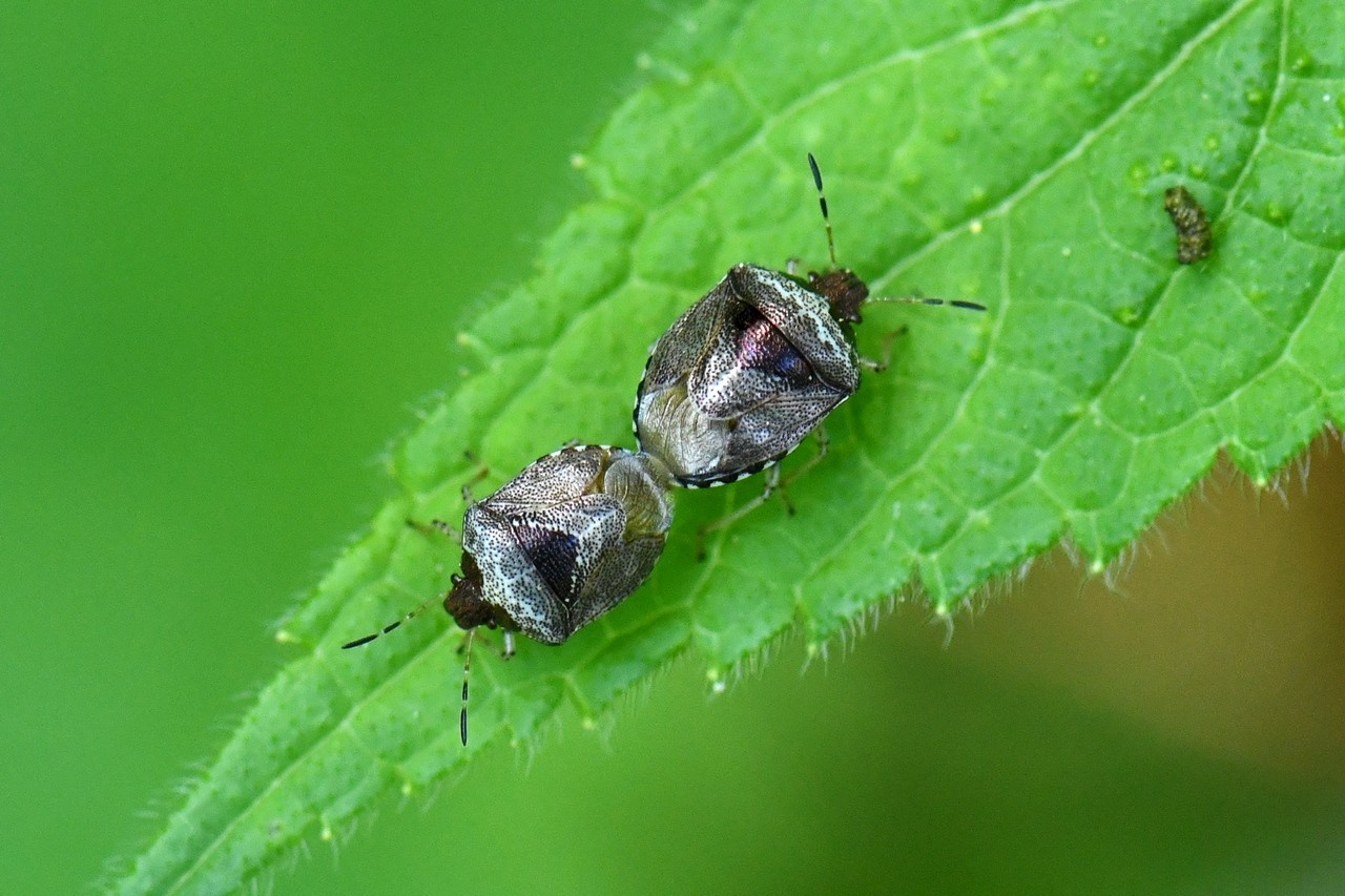 Stagonomus venustissimus (Schrank, 1776) - Pentatome de l'Epiaire (accouplement) 