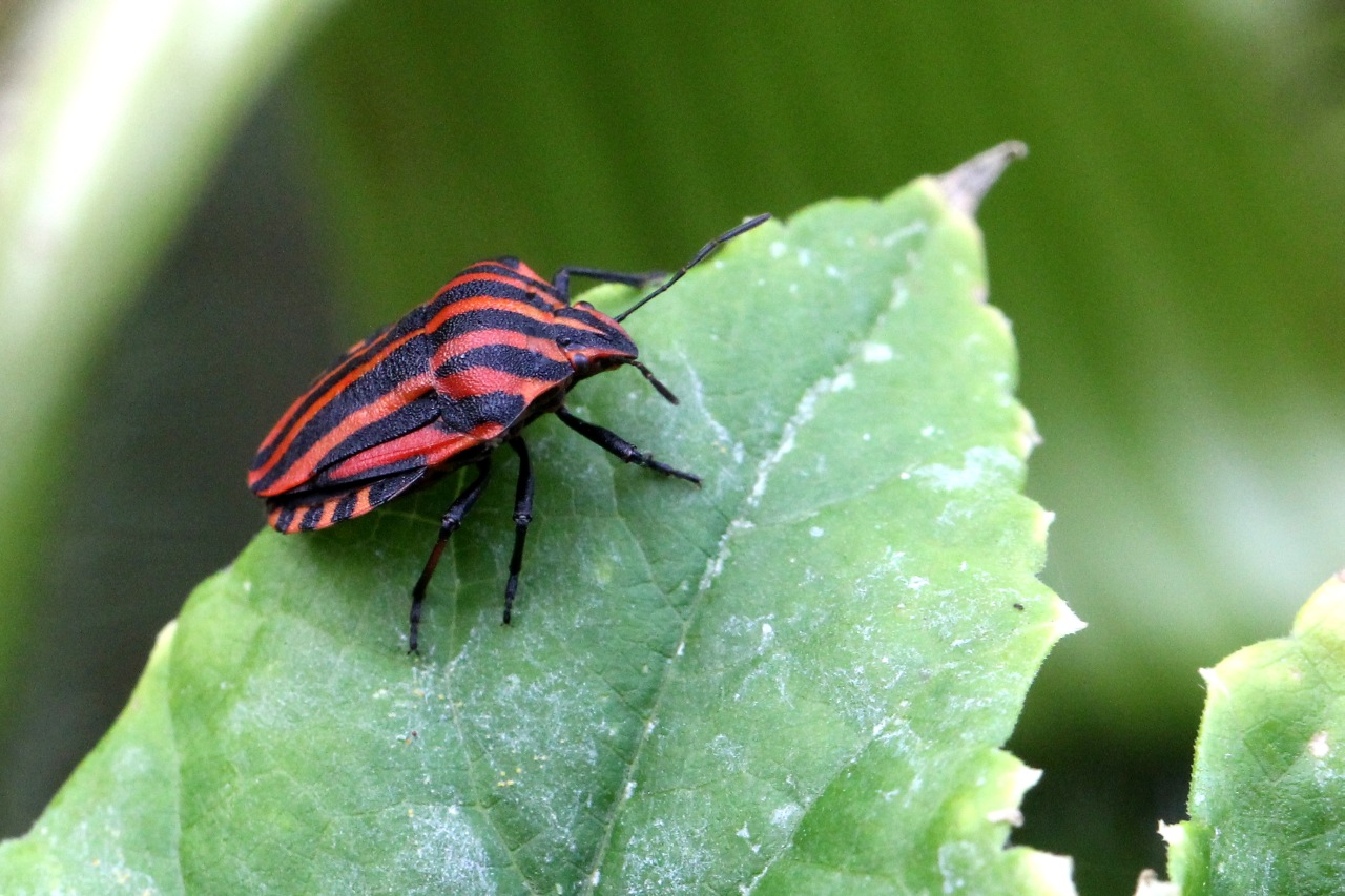 Graphosoma italicum (O.F. Müller, 1766) - Punaise Arlequin