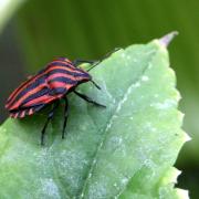 Graphosoma italicum (O.F. Müller, 1766) - Punaise Arlequin