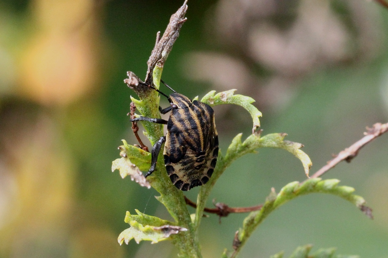 Graphosoma italicum (O.F. Müller, 1766) - Punaise Arlequin (Juvénile)