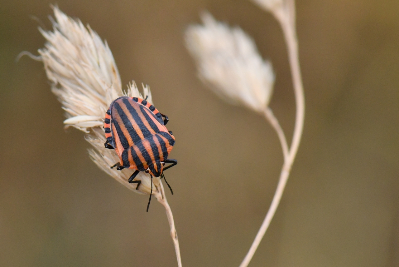 Graphosoma italicum (O.F. Müller, 1766) - Punaise Arlequin