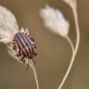 Graphosoma italicum (O.F. Müller, 1766) - Punaise Arlequin