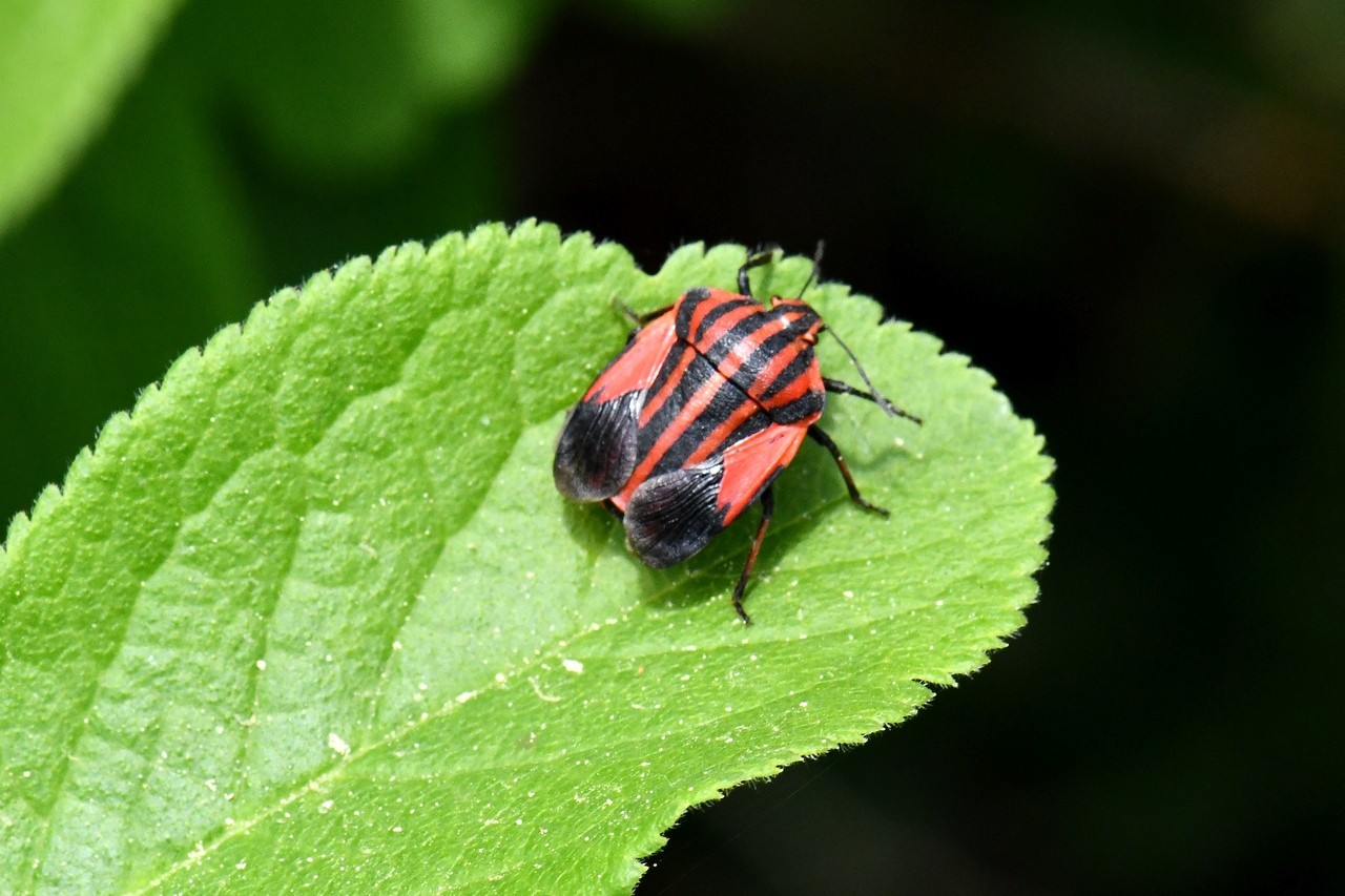 Graphosoma italicum (O.F. Müller, 1766) - Punaise Arlequin