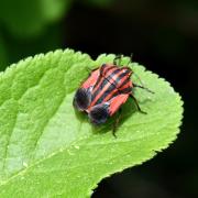 Graphosoma italicum (O.F. Müller, 1766) - Punaise Arlequin