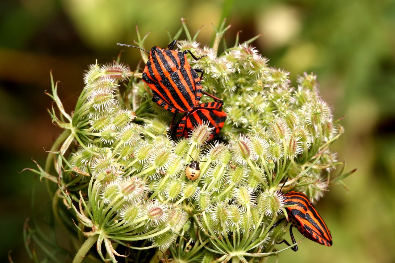 Graphosoma italicum (O.F. Müller, 1766) - Punaise Arlequin