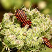 Graphosoma italicum (O.F. Müller, 1766) - Punaise Arlequin