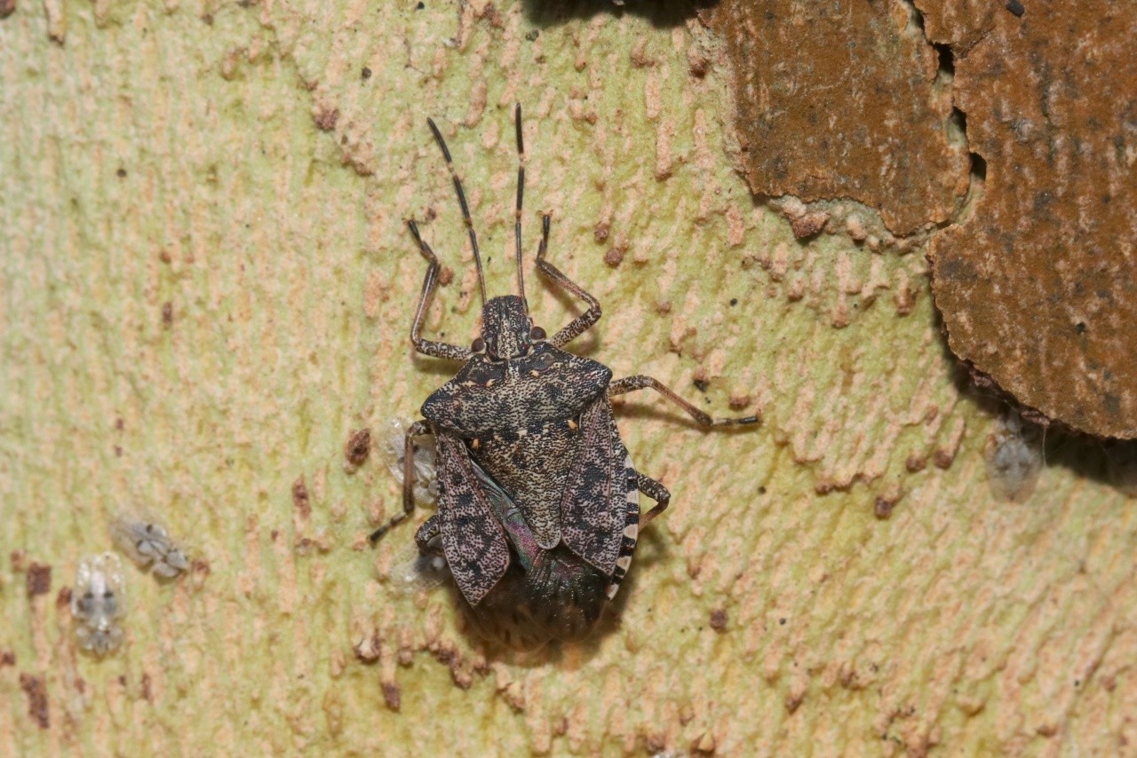 Halyomorpha halys (Stal, 1855) - Punaise diabolique