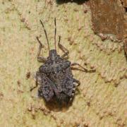 Halyomorpha halys (Stal, 1855) - Punaise diabolique