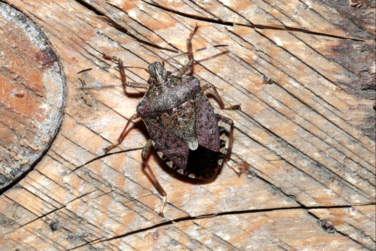 Halyomorpha halys (Stal, 1855) - Punaise diabolique