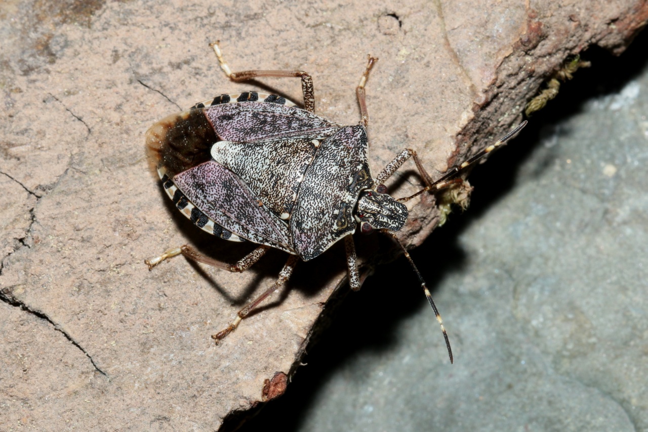 Halyomorpha halys (Stal, 1855) - Punaise diabolique 