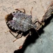 Halyomorpha halys (Stal, 1855) - Punaise diabolique 