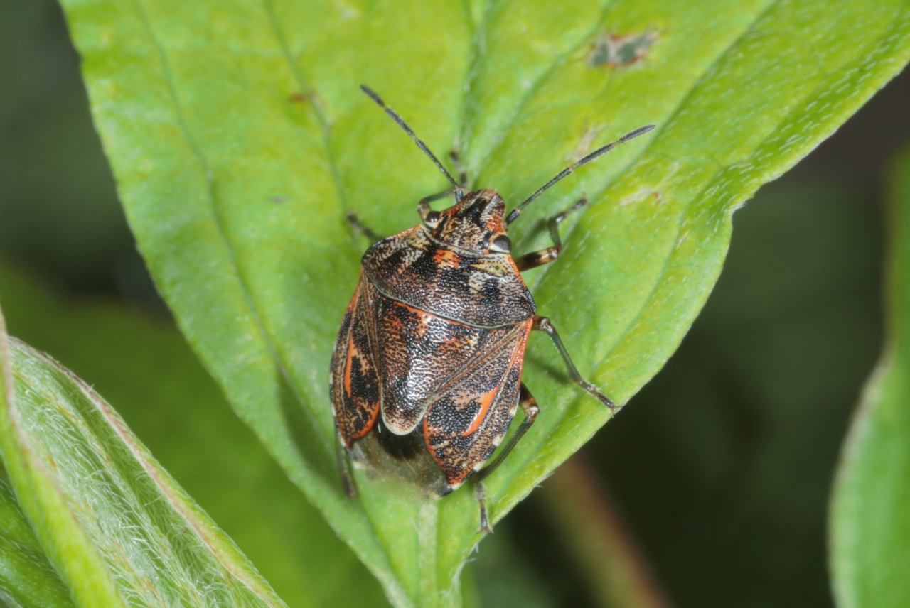 Holcogaster fibulata (Germar, 1831) - Punaise des Pins