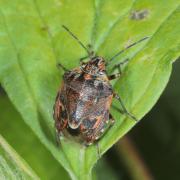 Holcogaster fibulata (Germar, 1831) - Punaise des Pins