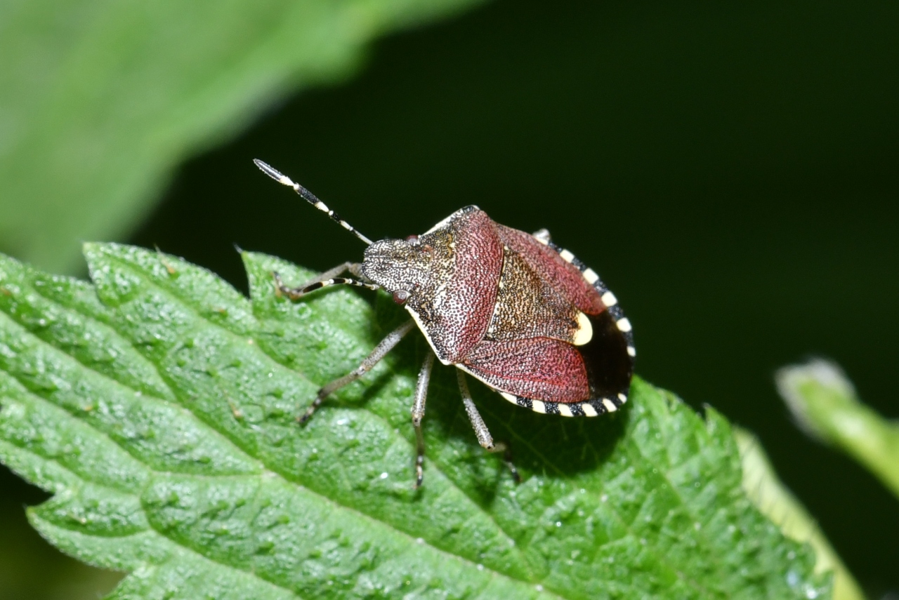 Holcostethus sphacelatus (Fabricius, 1794)