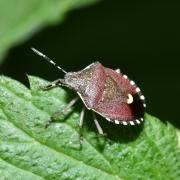 Holcostethus sphacelatus (Fabricius, 1794)