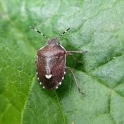 Holcostethus sphacelatus (Fabricius, 1794) 